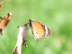 Danaus chrysippus chrysippus
