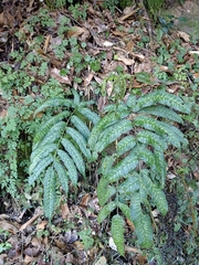 Coniogramme intermedia