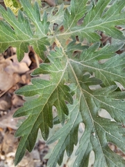 Parthenium hysterophorus