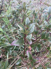 Frangula californica