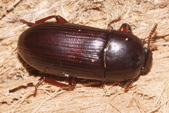 Uloma tenebrionoides