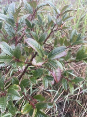 Frangula californica