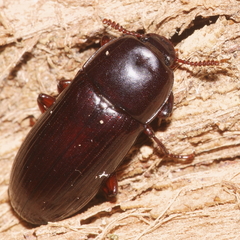Uloma tenebrionoides