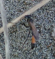 Podalonia tydei suspiciosa