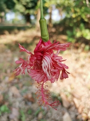 Hibiscus schizopetalus
