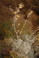 Ehrendorferia chrysantha