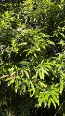 Lithocarpus hancei