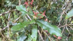 Lithocarpus hancei