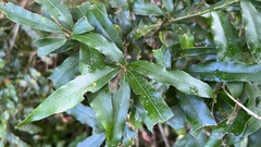 Lithocarpus hancei