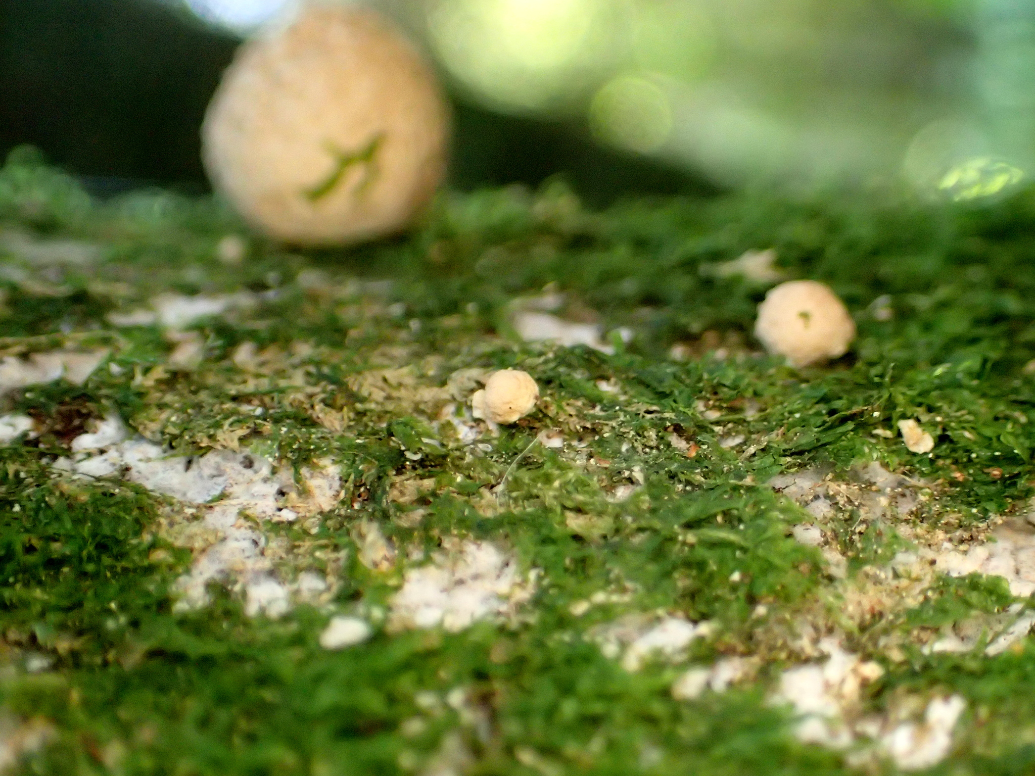 A range of puffball sizes