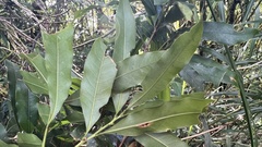 Lithocarpus hancei