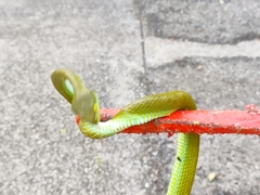 Trimeresurus macrops