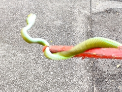 Trimeresurus macrops