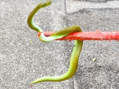 Trimeresurus macrops