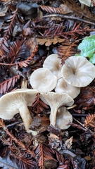 Clitocybe salmonilamella