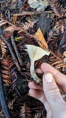 Clitocybe salmonilamella