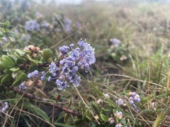 Ceanothus maritimus