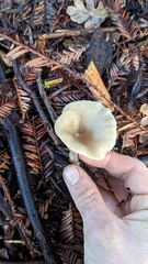 Clitocybe salmonilamella