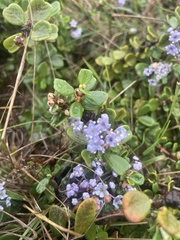 Ceanothus maritimus