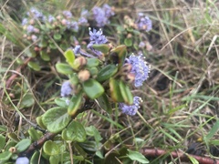 Ceanothus maritimus