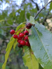 Photinia niitakayamensis