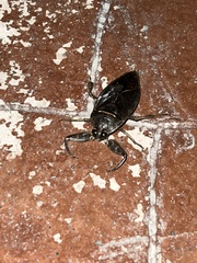 Lethocerus medius