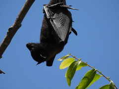 Pteropus alecto