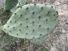Opuntia × demissa