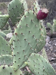 Opuntia semispinosa
