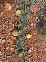 Citrullus colocynthis