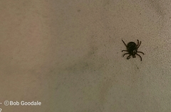 Amblyomma triguttatum