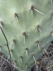 Opuntia × occidentalis