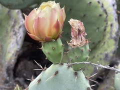 Opuntia × occidentalis