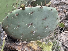 Opuntia × occidentalis