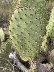 Opuntia oricola