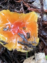 Hygrocybe acutoconica