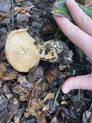 Lactarius alnicola