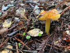 Hygrocybe acutoconica