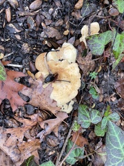 Lactarius alnicola