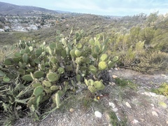 Opuntia oricola