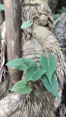 Reynoutria multiflora