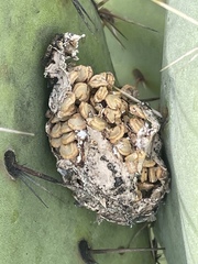 Opuntia × occidentalis