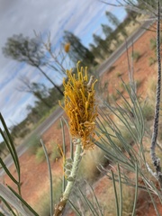 Grevillea eriostachya