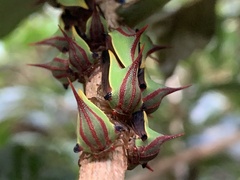 Umbonia