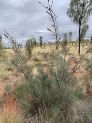 Grevillea eriostachya