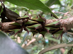 Umbonia