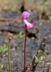 Utricularia resupinata