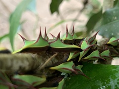Umbonia