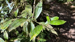 Cinnamomum insularimontanum