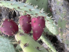 Opuntia semispinosa